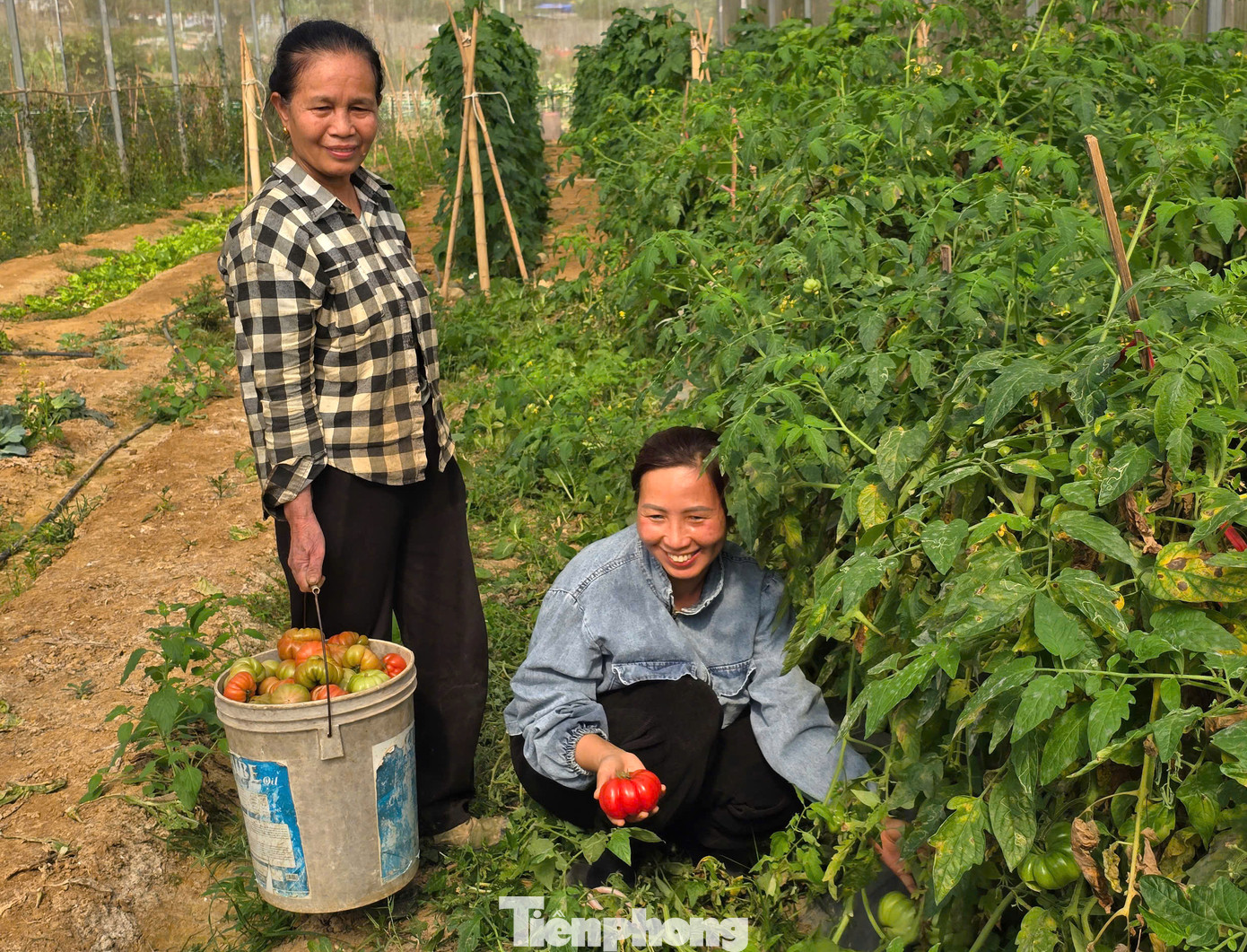 Thắng lợi vụ dưa đầu, chị Giang phấn khởi tìm hiểu các giống cây trồng phù hợp với khí hậu, thổ nhưỡng để trồng luân phiên, vừa tận dụng được thời gian, vừa không bỏ phí diện tích. Trong diện tích 2ha nhà lưới, mỗi năm chị Giang trồng 3 loại cây chủ lực là dưa hấu, cà chua múi và bắp cải. Tất cả đều là sản phẩm nông nghiệp sạch nên luôn được khách hàng và người dùng ưa chuộng.
