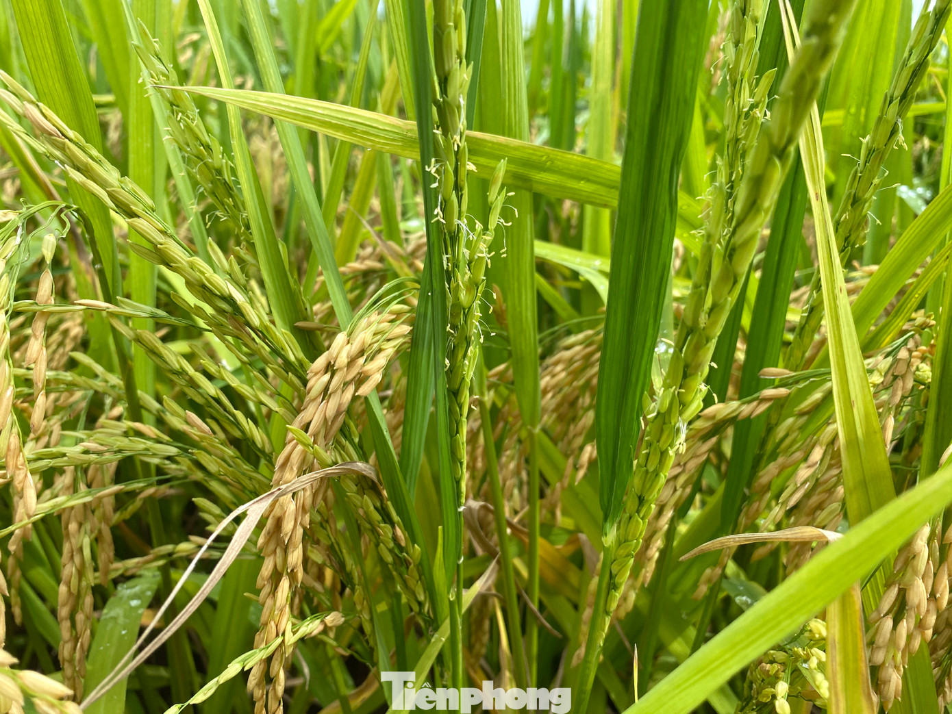 Bà Liệu cho biết, năm nay gia đình bà cấy 3 sào lúa. Từ giai đoạn gieo cấy đến thời điểm chuẩn bị trổ bông, cây lúa đều phát triển tốt, cây khỏe mạnh và rất ít sâu bệnh. Tuy nhiên, khi trổ bông, cây lúa bắt đầu phát triển chậm và bông trổ ra chỉ lác đác vài hạt. Lượng lớn bông lúa bị xanh và lép hạt.