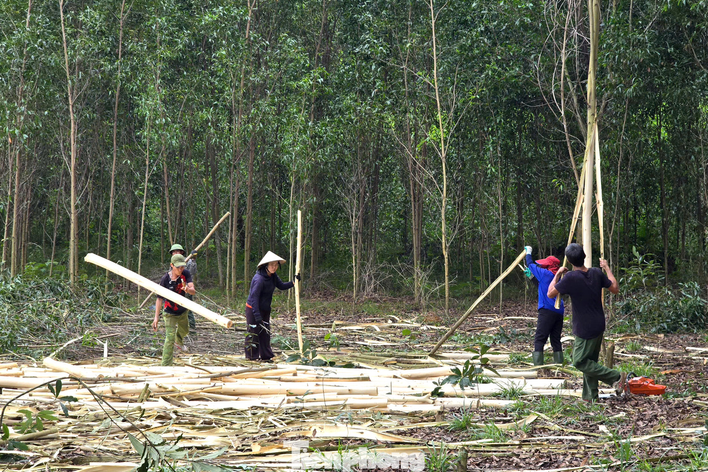 Thông thường, những người làm nghề bốc vác keo thuê đi theo từng nhóm từ 5-10 người tùy diện tích rừng hoặc hình thức làm. Khi nhận việc, mỗi người được phân công từng công việc cụ thể như chặt keo, bóc vỏ keo, tỉa cành, bốc vác đến điểm tập kết...