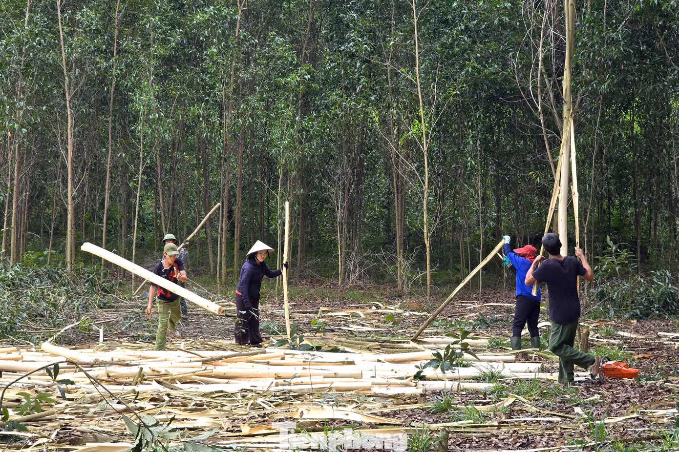 Thông thường, những người làm nghề bốc vác keo thuê đi theo từng nhóm từ 5-10 người tùy diện tích rừng hoặc hình thức làm. Khi nhận việc, mỗi người được phân công từng công việc cụ thể như chặt keo, bóc vỏ keo, tỉa cành, bốc vác đến điểm tập kết...