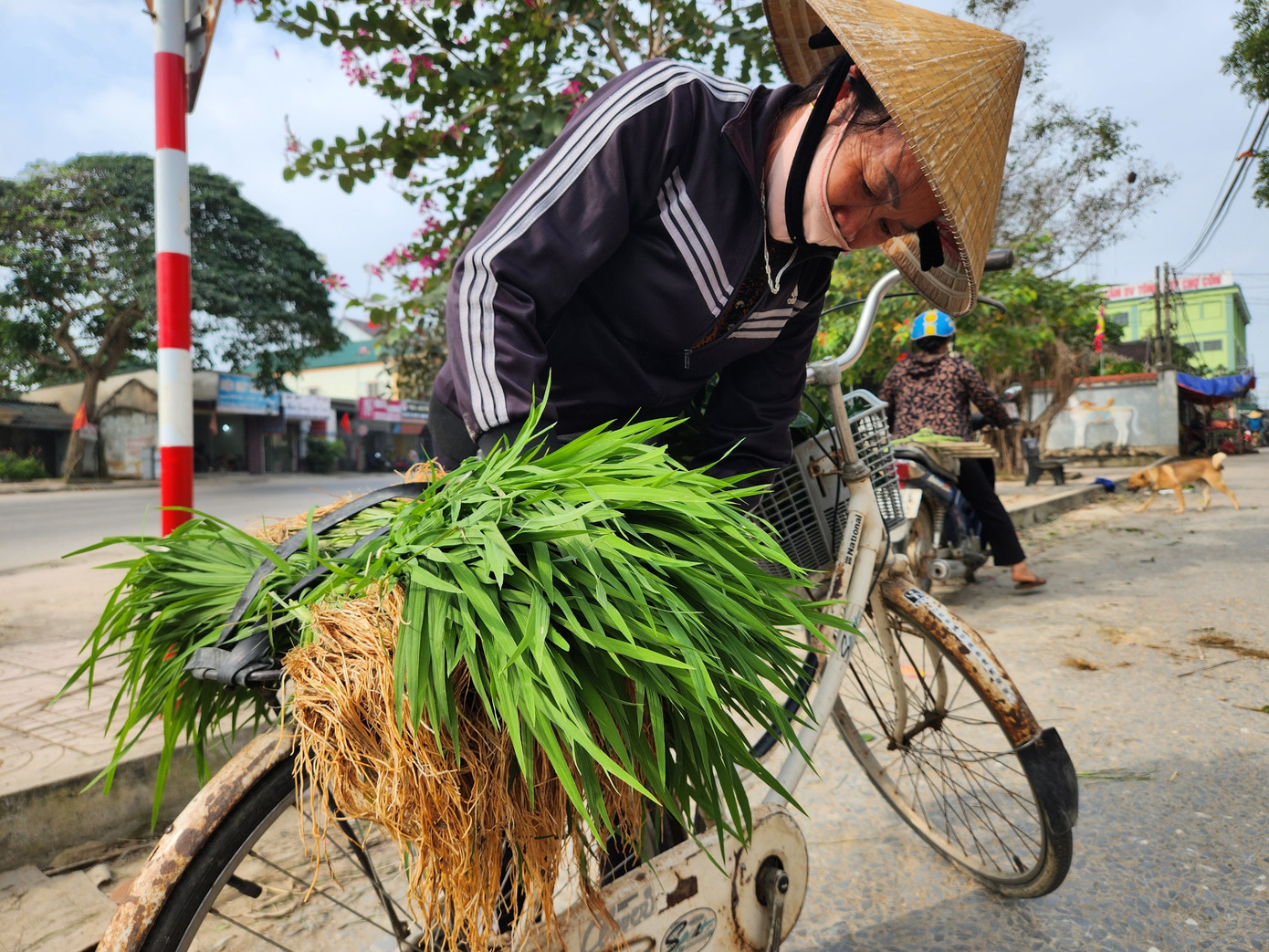 Mạ thường được người mua chọn có cây cao, khỏe, cứng cáp và có bộ rễ dài. Để khi dặm thêm xuống ruộng, cây mạ sẽ phát triển nhanh chóng.
