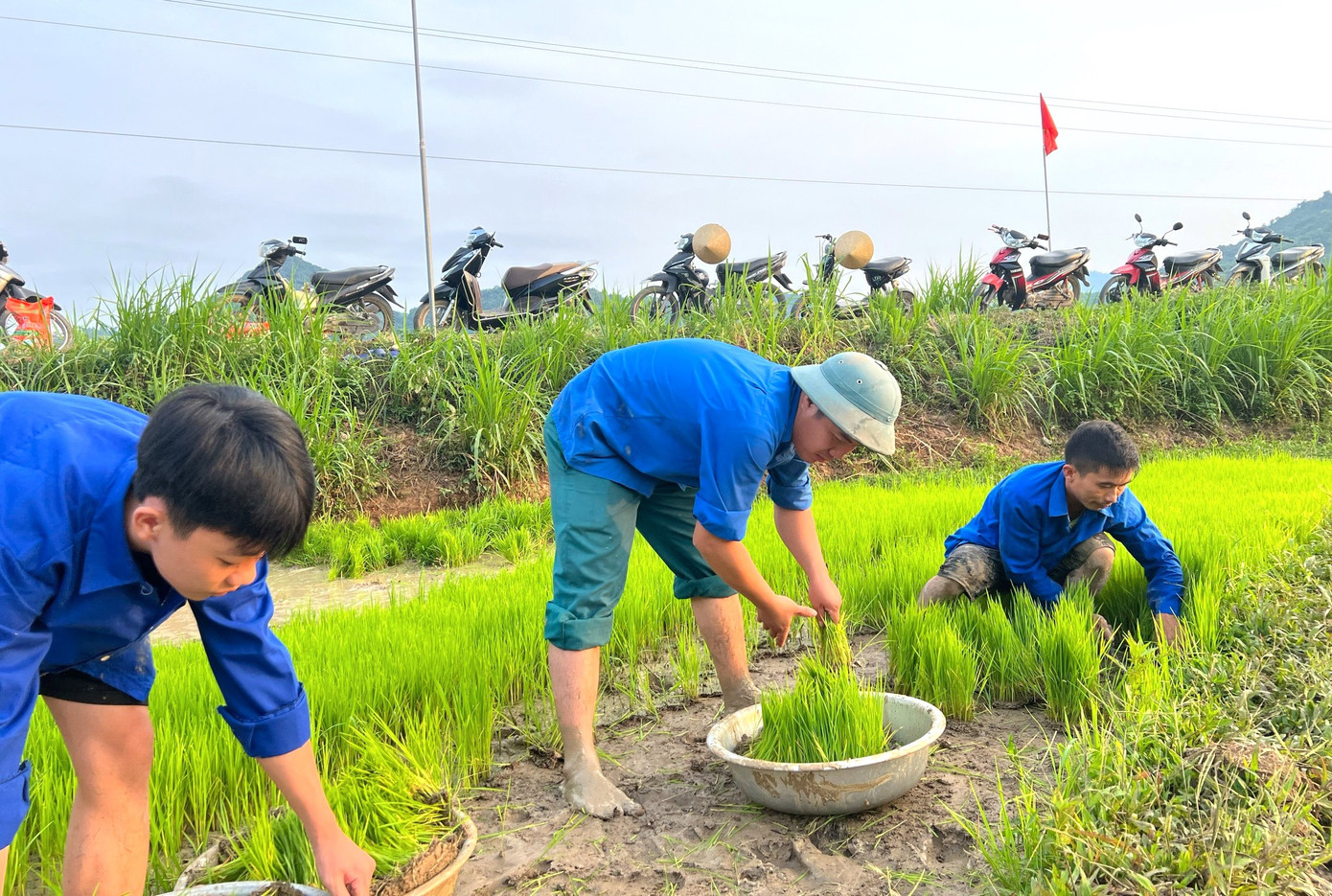 Từ sáng sớm, các đoàn viên thanh niên đã đến ruộng nhổ mạ rồi trực tiếp ra đồng cấy lúa. Từ sáng sớm, các đoàn viên thanh niên đã đến ruộng nhổ mạ rồi trực tiếp ra đồng cấy lúa.