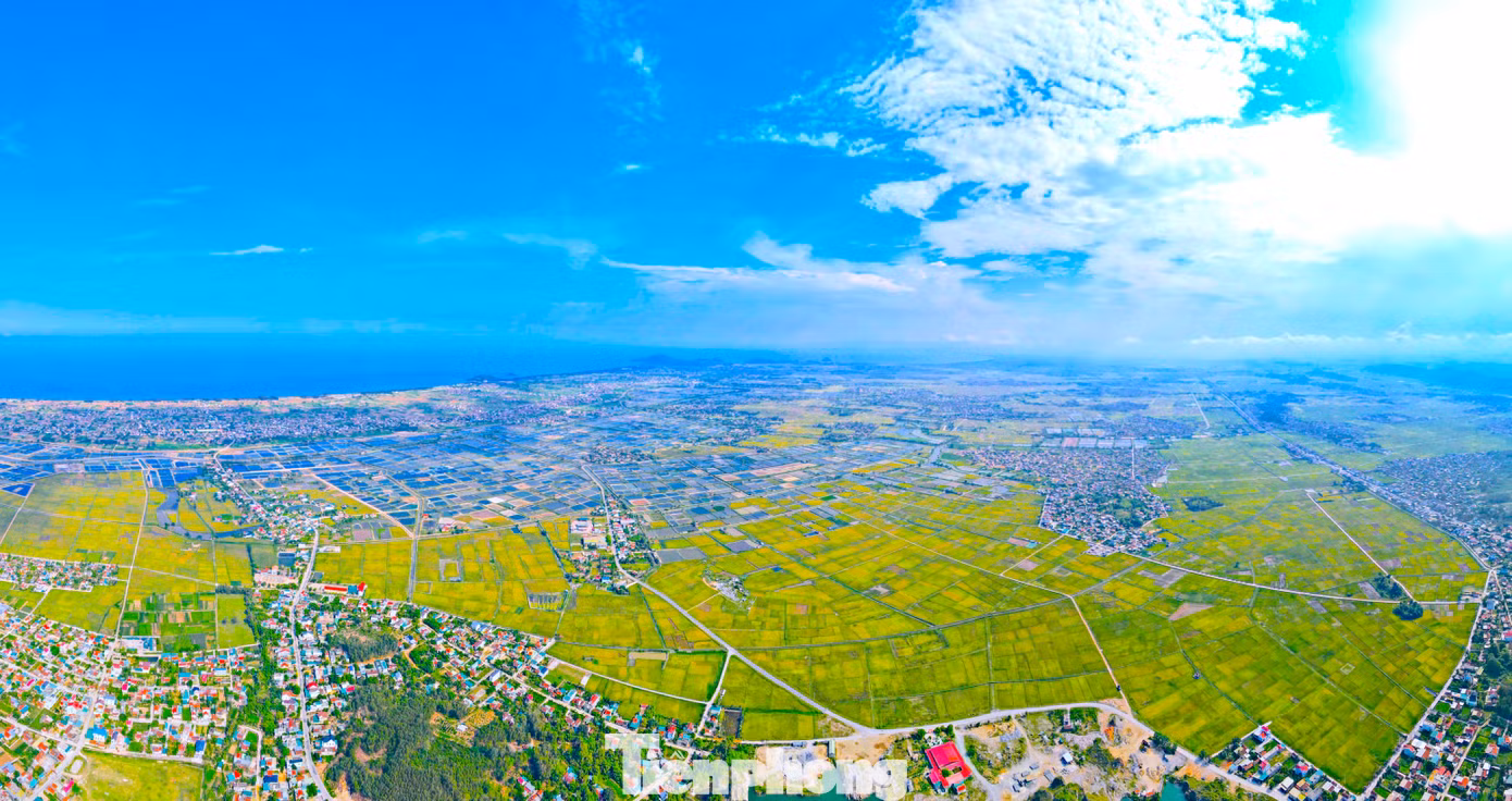 Theo thống kê từ Hội Nông dân tỉnh Nghệ An, năm 2024 tổng diện tích trồng lúa vụ đông xuân toàn tỉnh là khoảng 90-91.000ha. Trong ảnh là cánh đồng lớn ở phường Quỳnh Xuân (thị xã Hoàng Mai) và xã Quỳnh Văn, Quỳnh Bảng (huyện Quỳnh Lưu).