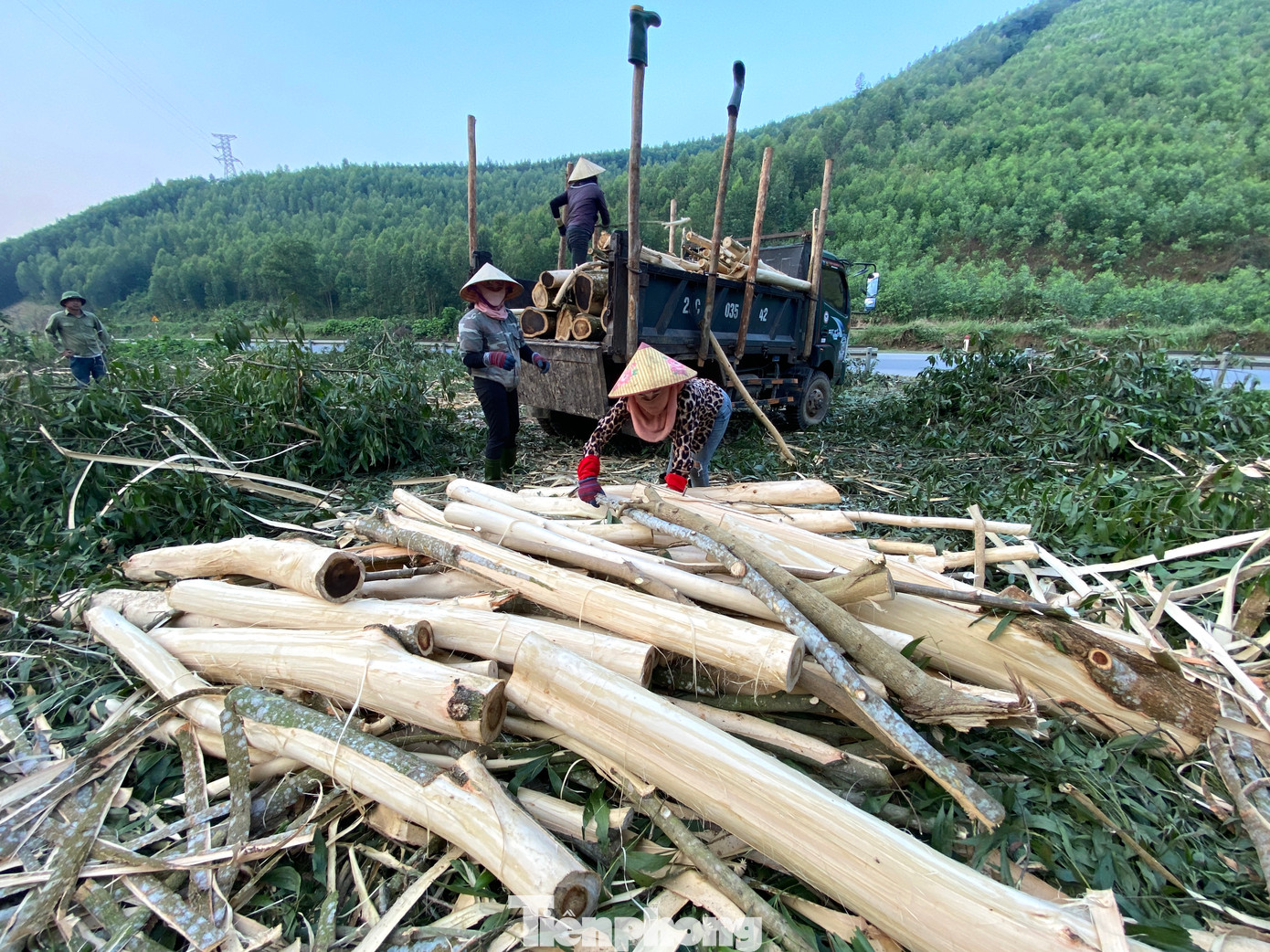 Với gần 170.000 ha rừng keo nguyên liệu, hiện nay nghề khai thác keo đang tạo việc làm cho nhiều lao động nông thôn, đặc biệt là phụ nữ vùng cao ở Nghệ An và giúp họ có thêm thu nhập.