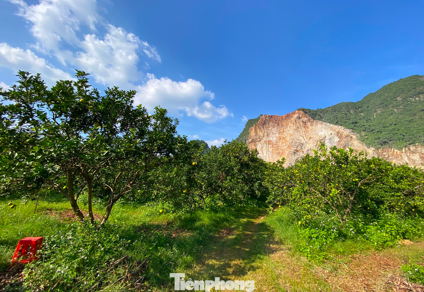 Sau nhiều tháng dày công chăm sóc, hơn 2.400 gốc cam Xã Đoài lòng vàng trong trang trại của ông Trương Văn Biên (trú xã Đồng Thành, Yên Thành, Nghệ An) đã bắt đầu chín và cho thu hoạch.
