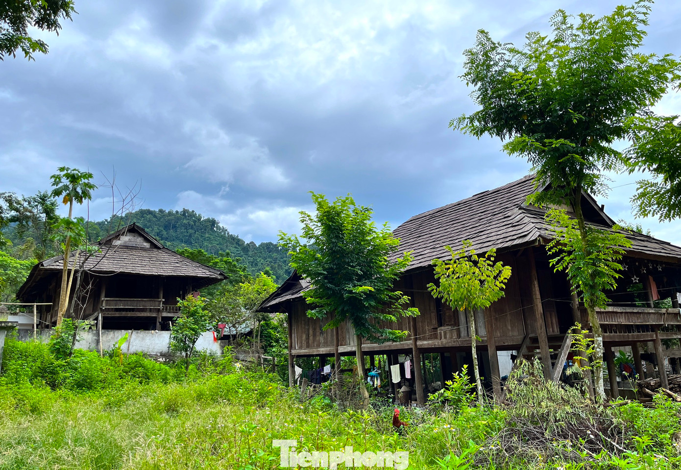 Hàng chục năm trước, đường đi lại khó khăn, người dân không thể ra ngoài vận chuyển vật liệu về làm nhà nên vào rừng chặt gỗ, dựng nhà sàn. Phát hiện loại gỗ samu có nhiều tinh dầu, bền và có mùi thơm nên người dân đã chặt về, chẻ mỏng để lợp nhà thay lá cọ.