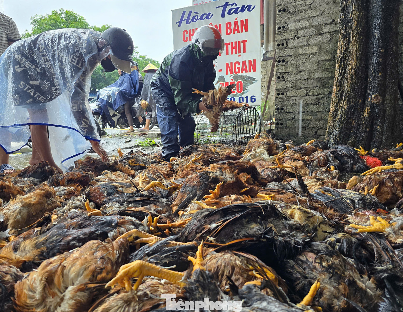 Anh Bạch Xuân Đức (trú xã Nghi Ân) chia sẻ: "Từ sáng đến giờ khoảng 100 người đã đến hỗ trợ giúp chủ trang trại làm thịt gà để bán. Gà chưa làm sạch lông được bán với giá 40.000 đồng, gà làm sạch được bán với giá 50.000 đồng. Mong mọi người đến mua ủng hộ, giúp chủ trang trại giảm thiểu bớt thiệt hại".