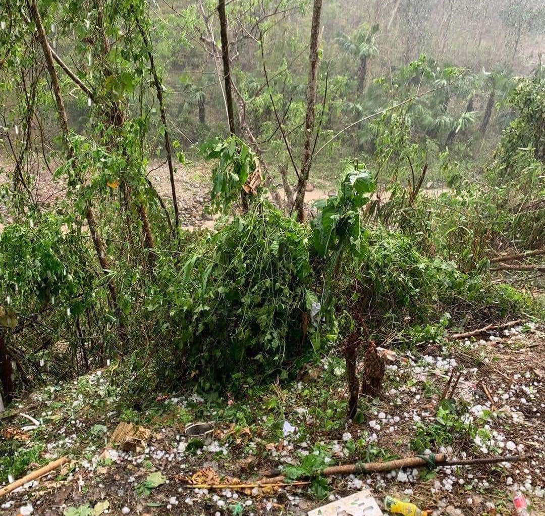 Cây cối bị mưa đá làm hư hỏng, gãy đổ. Cây cối bị mưa đá làm hư hỏng, gãy đổ.