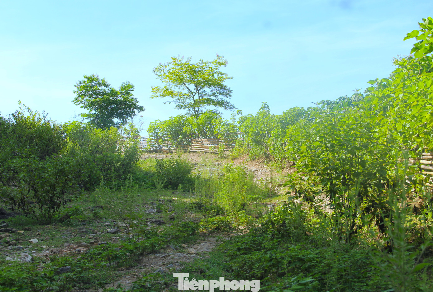 Việc thi công dừng lại khiến tuyến đường độc đạo đi vào bản Cà Moong cũng bị bỏ quên. Phần lớn quãng đường đã bị cây cỏ mọc um tùm và không còn hình dáng của một đường đi.