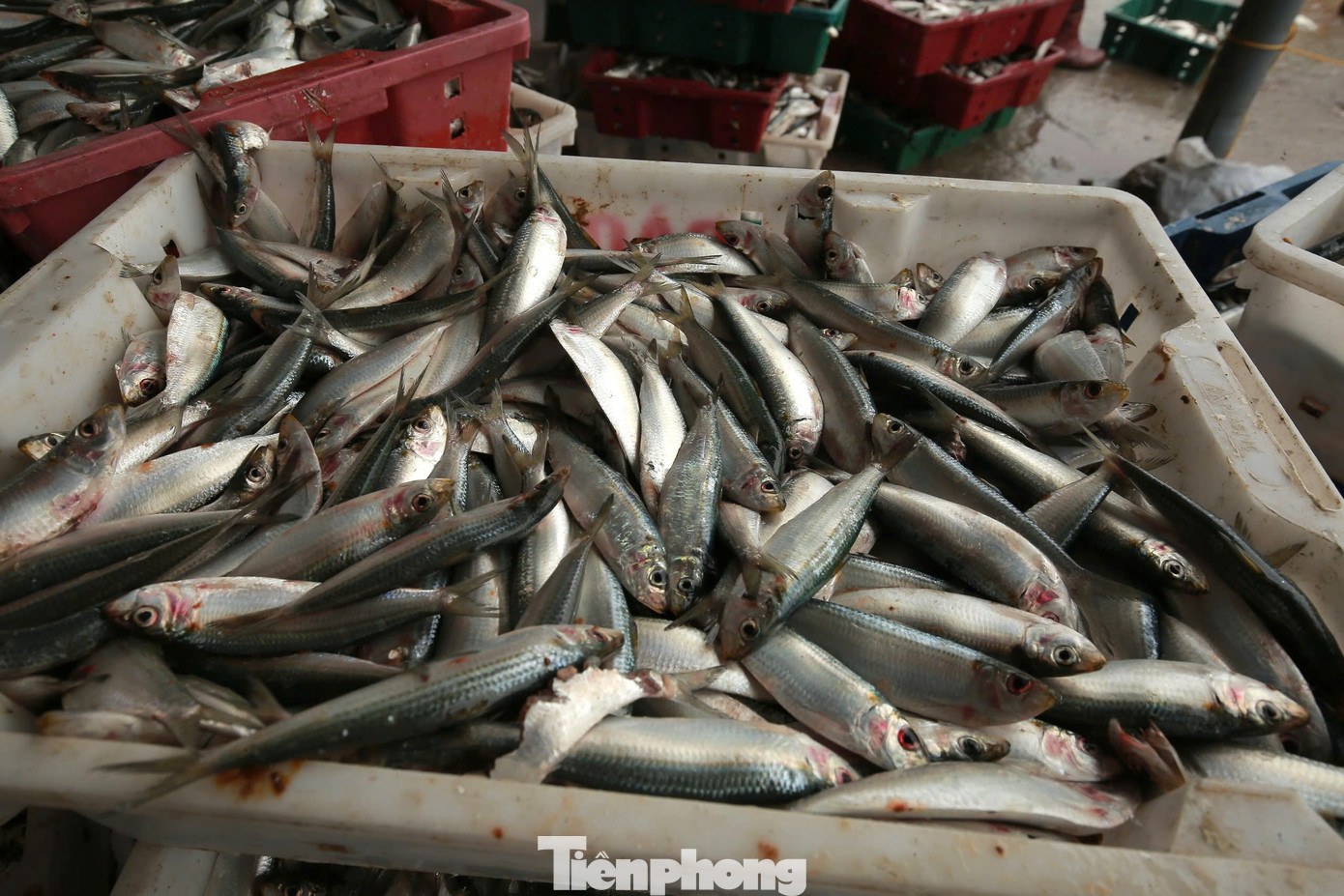 Cá trích rất giàu đạm, vi chất dinh dưỡng, Omega3 và giá rẻ nên được rất nhiều người ưa chuộng. "Sau khi thu mua, cá trích được ướp đá, vận chuyển bằng xe đông lạnh để tiêu thụ tại nhiều thị trường khác nhau. Một số chủ cơ sở chế biến hải sản họ đến tại bến để thu mua cá về chế biến gỏi hoặc làm nộm, nướng... đều rất ngon", anh Trần Văn Trung (trú phường Quỳnh Phương, thị xã Hoàng Mai, Nghệ An) nói.