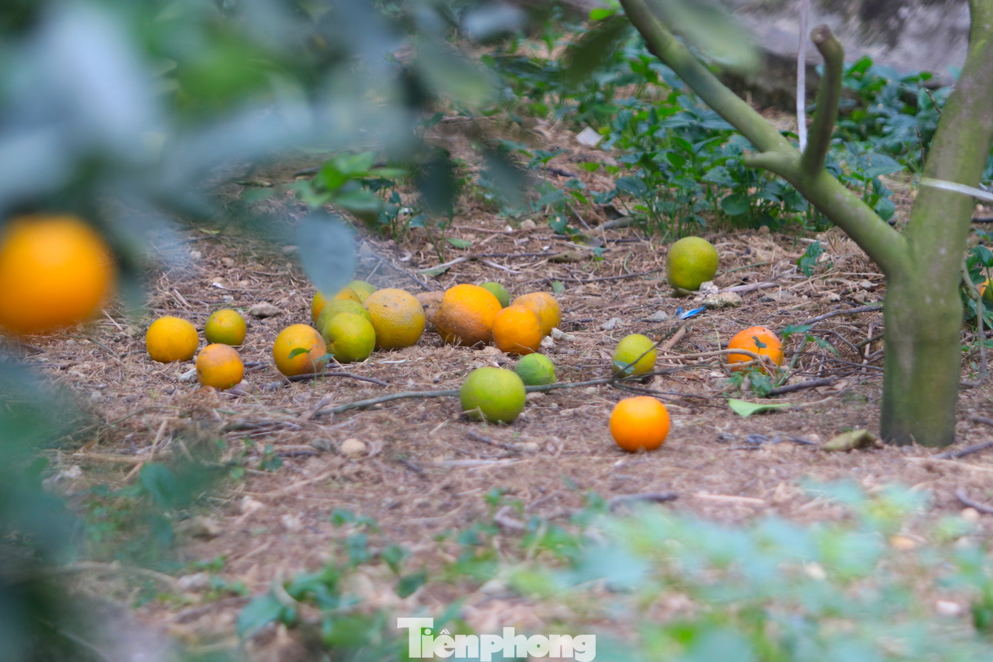 Chỉ một thời gian ngắn sau, những quả cam này sẽ rụng hàng loạt.