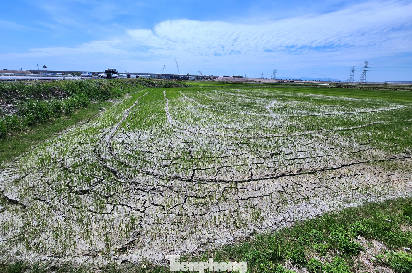 Ghi nhận của PV tại xã Hưng Tây (huyện Hưng Nguyên, Nghệ An), một cánh đồng rộng lớn đa phần được phủ một màu bạc trắng. Dưới đất là chằng chịt những đường nứt nẻ vì khô hạn.