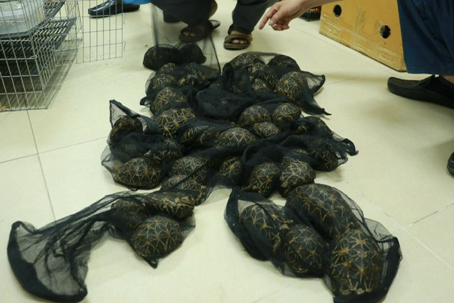 Có rất nhiều cá thể rùa, trăn, rắn được phát hiện.