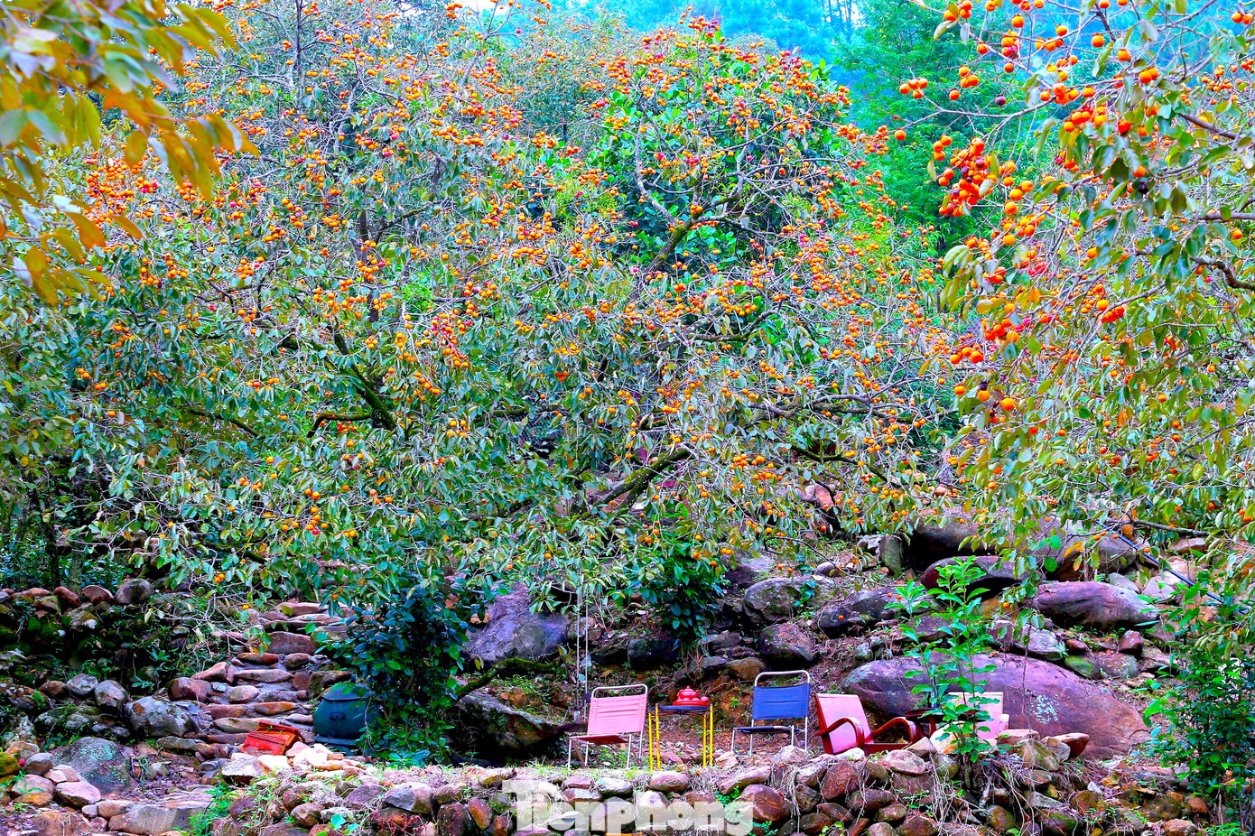 Ngoài để tự nhiên, một số vườn hồng được du khách bố trí thêm bàn ghế, tạo thêm các khung cảnh để du khách về chụp hình check-in khi mùa hồng chín.