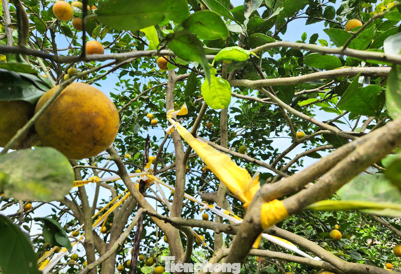 Ông Biên cho biết, thường thì cam sẽ chín đồng loạt và phải thu hoạch trong vòng hơn 1 tháng. Tuy nhiên sau nhiều năm đúc kết kinh nghiệm, ông Biên mày mò ra cách hãm để cam chín rải rác và có thể thu hoạch dài ngày, tránh việc thu hoạch không kịp sẽ hỏng.