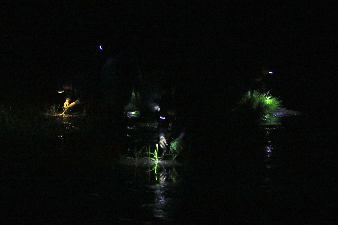 Xa xa trên những cánh đồng đều thấy lập lòe ánh đèn của những người cấy lúa.