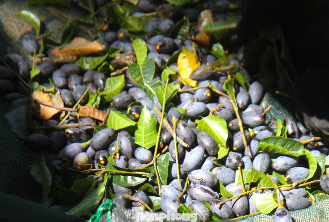 Anh Nguyễn Văn Hùng một thương lái thu mua trám đen chia sẻ, ngay từ đầu mùa anh đã chi gần 300 triệu đồng để mua nhiều cây trám đen của người dân. Tuy nhiên sản lượng thấp nên năm nay anh lỗ nặng. "Như cây trám của nhà bà Hoa (xã Thanh Lĩnh), tôi đặt mua với giá 3 triệu đồng. Tuy nhiên, hôm nay thu hoạch chỉ được khoảng 35 kg quả, bán được 3,2 triệu đồng. Tôi phải thuê 2 thợ đi hái và nhặt nữa, thành ra lỗ tiền thuê người làm công", anh Hùng chia sẻ. Anh Nguyễn Văn Hùng một thương lái thu mua trám đen chia sẻ, ngay từ đầu mùa anh đã chi gần 300 triệu đồng để mua nhiều cây trám đen của người dân. Tuy nhiên sản lượng thấp nên năm nay anh lỗ nặng. "Như cây trám của nhà bà Hoa (xã Thanh Lĩnh), tôi đặt mua với giá 3 triệu đồng. Tuy nhiên, hôm nay thu hoạch chỉ được khoảng 35 kg quả, bán được 3,2 triệu đồng. Tôi phải thuê 2 thợ đi hái và nhặt nữa, thành ra lỗ tiền thuê người làm công", anh Hùng chia sẻ.