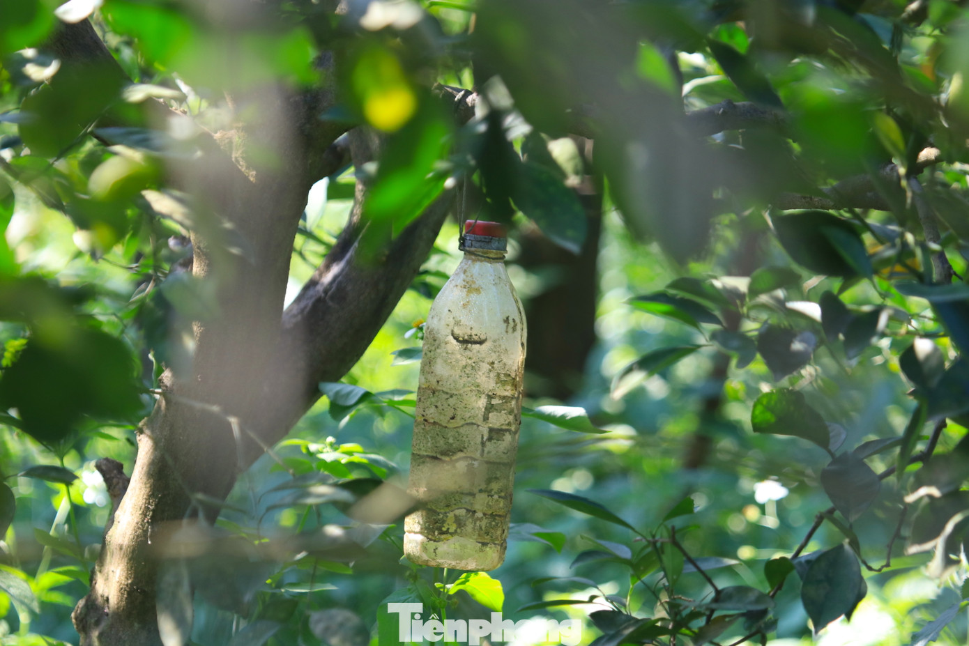 Để đuổi các loại côn trùng có hại, ông Biên ủ 2 chế phẩm sinh học. Một loại ủ từ riềng, gừng, tỏi, ớt cay thêm dấm để phun trừ sâu, nhện. Một loại ông Biên ủ từ các loại cá đồng trộn với mật và ủ lên men trong 6 tháng. Khi cam ra trái, ông Biên sử dụng các chế phẩm sinh học của mình sáng chế rồi phun cho cây cam. Một loại ông Biên cho vào các chai nhựa treo ở cành cây để đuổi côn trùng.