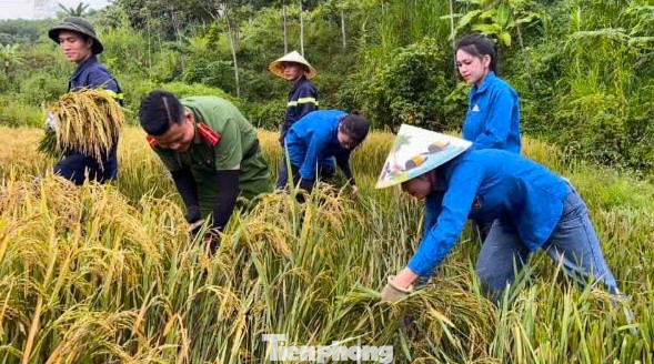 Trước diễn biến của cơn bão số 3 YAGI sắp đổ bộ vào đất liền, lo sợ diện tích lúa sẽ bị hư hỏng nên các đoàn viên thanh niên xã Chi Khê đã phối hợp với Chi đoàn Công an huyện Con Cuông, Chi đoàn Đội CC&CNCH số 6, Đoàn cơ sở Phòng PC07 đến gặt lúa giúp gia đình ông Tuấn. Trước diễn biến của cơn bão số 3 YAGI sắp đổ bộ vào đất liền, lo sợ diện tích lúa sẽ bị hư hỏng nên các đoàn viên thanh niên xã Chi Khê đã phối hợp với Chi đoàn Công an huyện Con Cuông, Chi đoàn Đội CC&CNCH số 6, Đoàn cơ sở Phòng PC07 đến gặt lúa giúp gia đình ông Tuấn.