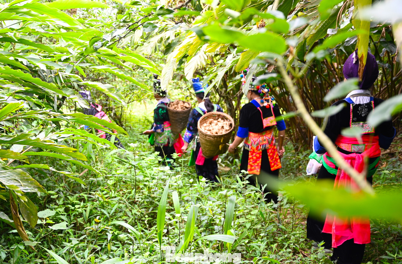 Từ việc tận tình hướng dẫn cho người dân, đơn vị này đã vận động 20 hộ dân liên kết tham gia trồng thí điểm gừng hữu cơ hoàn toàn sạch trên diện tích 10ha đất. Khi mô hình này đạt kết quả tốt, hiện tại đã có 146 hộ thuộc 6 bản của 4 xã ở huyện Kỳ Sơn tham gia trồng gừng sạch với tổng diện tích hơn 40 ha.