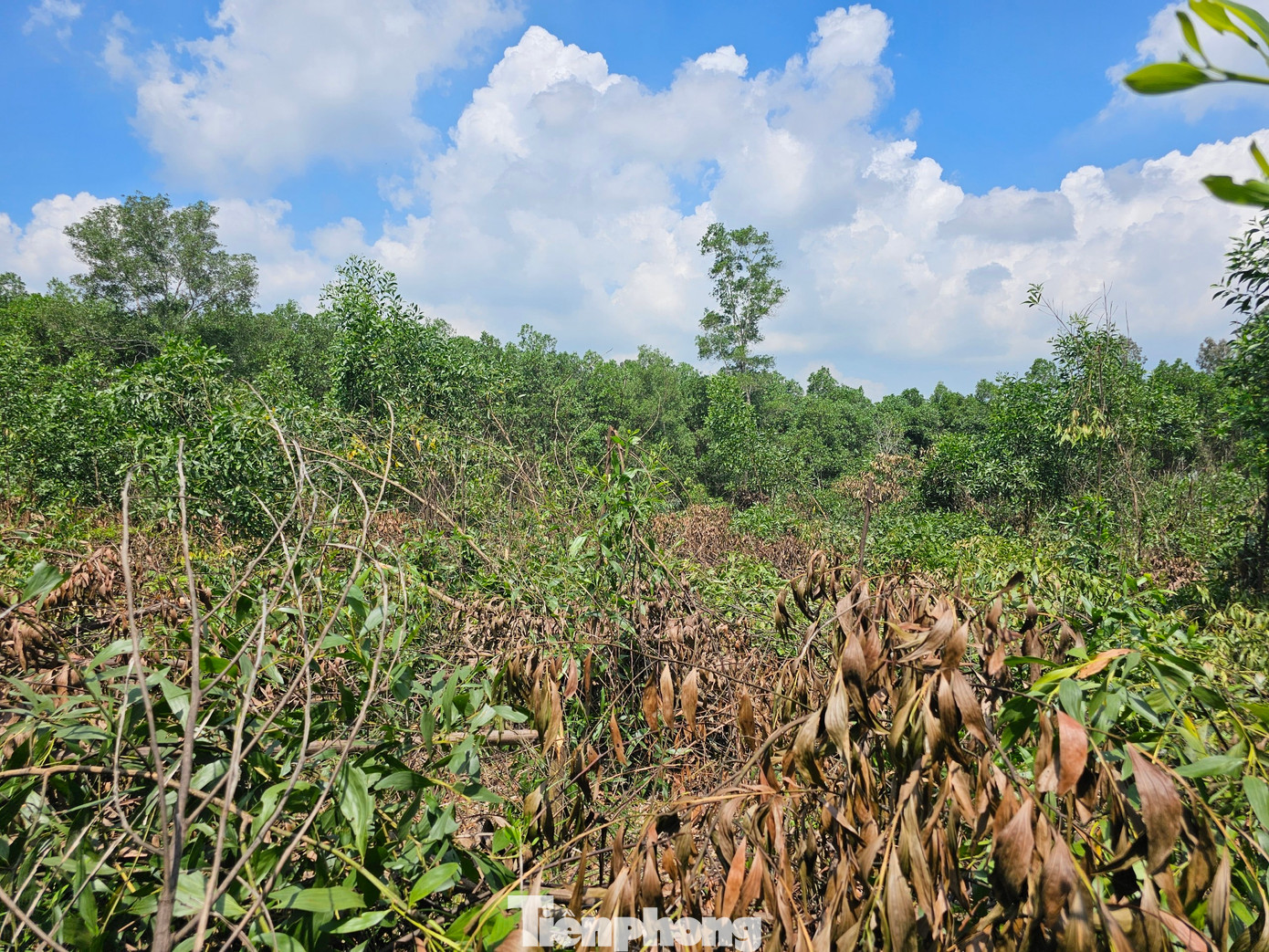 Rừng keo, tràm hơn 3000 cây của gia đình ông Châu bị gãy đổ, chết. Nghi kẻ xấu chặt phá hoại, ông Châu đã làm đơn trình báo công an. Rừng keo, tràm hơn 3000 cây của gia đình ông Châu bị gãy đổ, chết. Nghi kẻ xấu chặt phá hoại, ông Châu đã làm đơn trình báo công an.