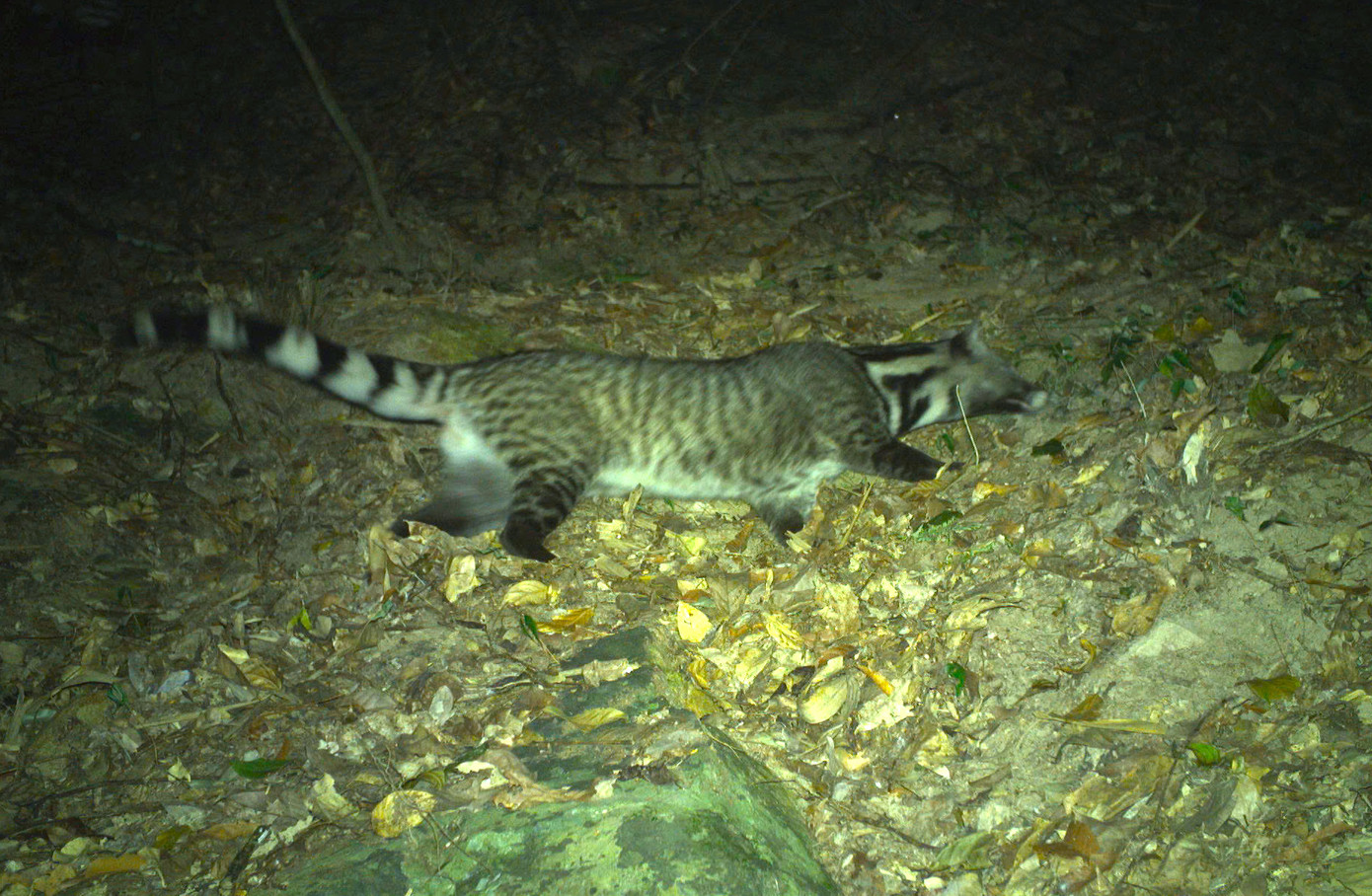 Cầy giông sọc và nhím đuôi ngắn được phát hiện trong Khu Bảo tồn.