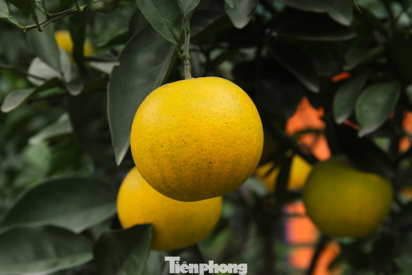 Chủ tịch xã Nghi Diên cho hay, chưa năm nào cam Xã Đoài rụng nhiều như năm nay. Bởi hơn 1 tháng trước, khu vực này có nhiều trận mưa lớn kéo dài. Sau đợt mưa, cam trong các vườn bắt đầu rụng hàng loạt. Chủ tịch xã Nghi Diên cho hay, tùy vào đám mây mưa nên có vườn rụng ít, có vườn rụng gần hết. Chính vì thế, cam Vinh ở vùng khác được mùa nhưng cam Xã Đoài ở Nghi Diên lại mất mùa lớn.