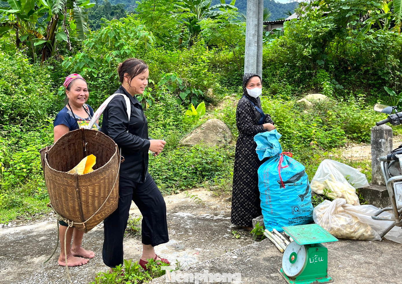 Bà Lô Thị Cúc (56 tuổi, trú xã Hạnh Dịch, huyện Quế Phong, Nghệ An) cho biết, mùa măng bắt đầu từ tháng 7 đến hết tháng 9 hàng năm. Năm nào hai mẹ con bà Cúc cũng vào rừng hái măng từ sáng sớm đến trưa hoặc chiều mới về. Cuối ngày, mẹ con bà Cúc gùi măng từ rừng đi thẳng đến địa điểm thương lái chờ sẵn để bán. Mỗi ngày, 2 mẹ con bà Cúc bẻ được từ 15-20kg măng, bán được 150 nghìn đến 200 nghìn đồng. Tuy không nhiều nhưng đây là thu nhập chính của mẹ con bà Cúc những ngày qua.