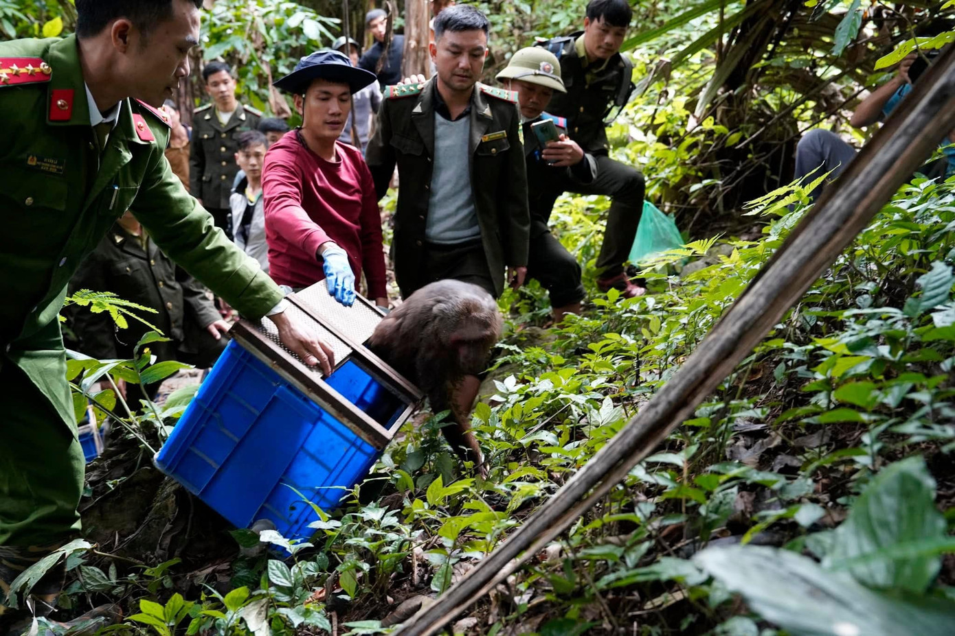 Lực lượng chức năng sau đó đã đưa vào rừng tự nhiên tái thả.