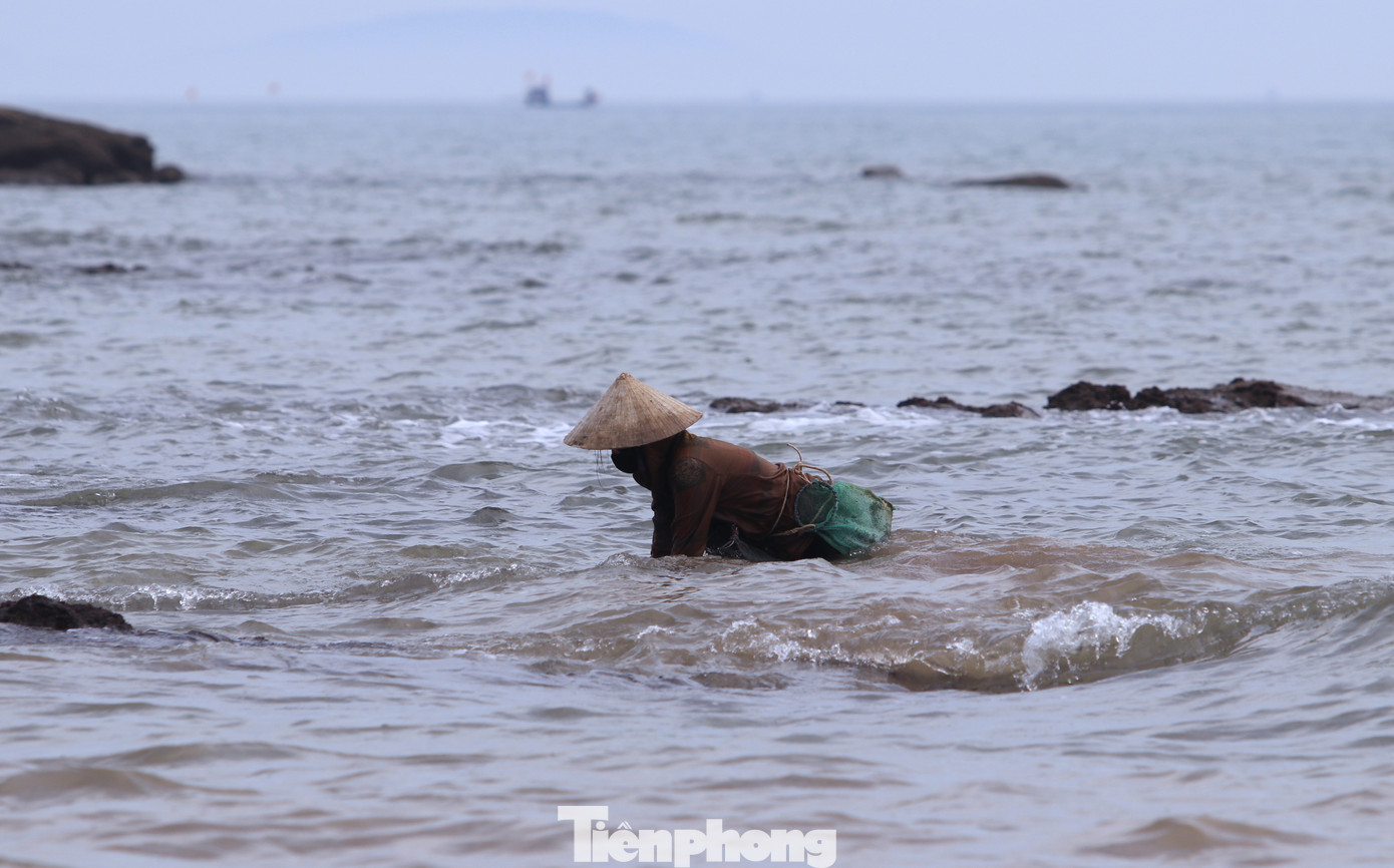 Loại rong này sống ở ven bờ biển trong khoảng mực nước từ 50cm đến 1m. Để thu hoạch loại rau này, người dân phải căn giờ thủy triều nước rút, rồi đi dọc các bờ biển, dùng 2 tay khua khoắng dưới nước để vớt. Loại rong này sống ở ven bờ biển trong khoảng mực nước từ 50cm đến 1m. Để thu hoạch loại rau này, người dân phải căn giờ thủy triều nước rút, rồi đi dọc các bờ biển, dùng 2 tay khua khoắng dưới nước để vớt.