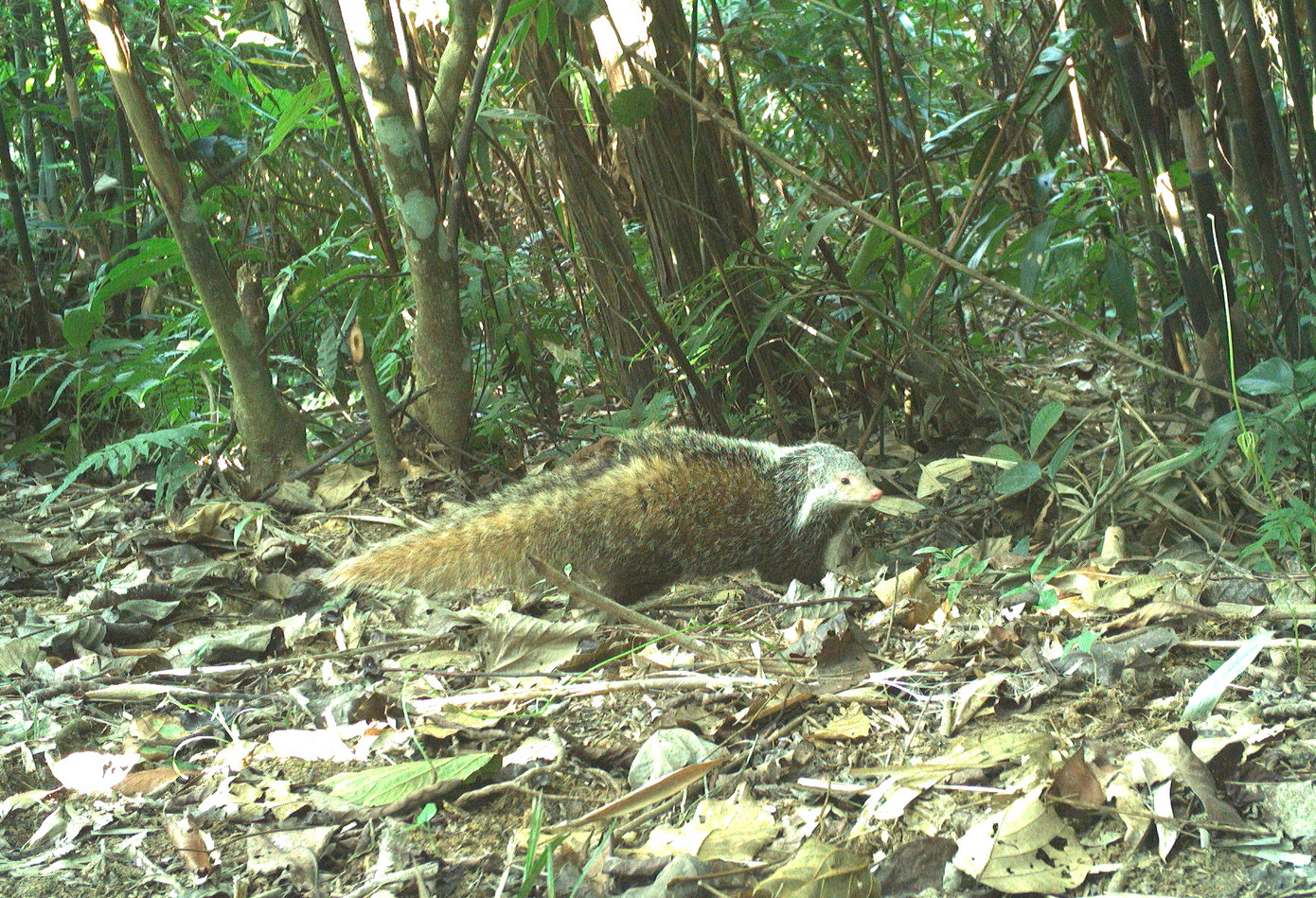 Nhiều loài động vật hoang dã quý hiếm được phát hiện trong rừng thông qua việc bẫy ảnh.