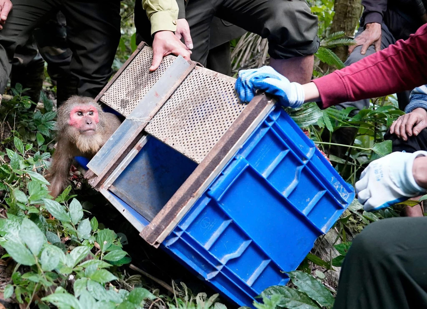 11 cá thể khỉ gồm 2 loài khỉ vàng và khỉ mặt đỏ được thả lần này đều là các loại động vật nguy cấp, quý, hiếm.