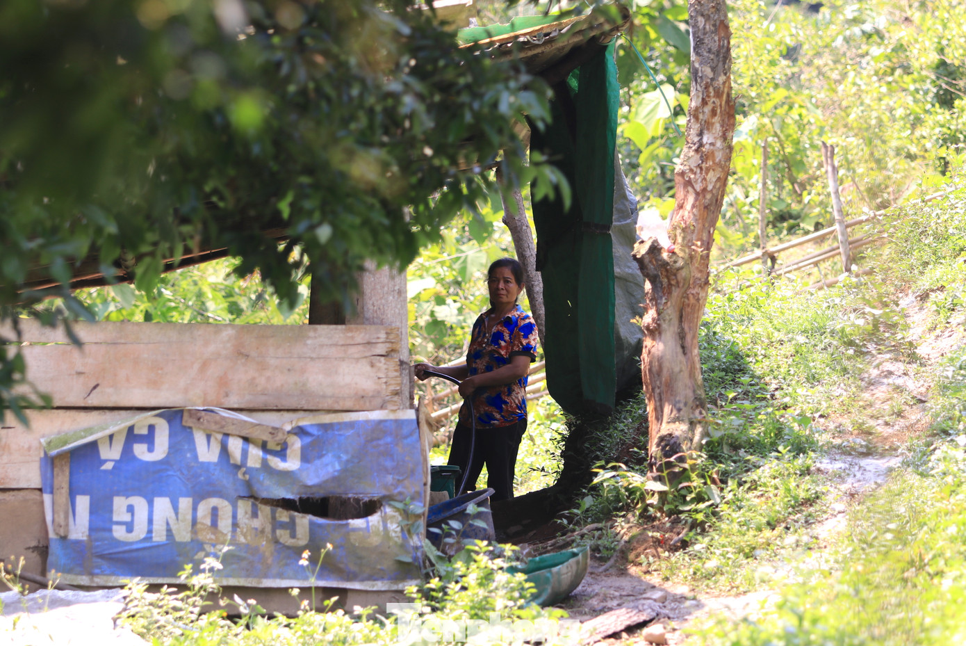 Chuồng trại được người dân xã Tam Hợp liên tiếp dựng lên để phát triển đàn. Chuồng trại được người dân xã Tam Hợp liên tiếp dựng lên để phát triển đàn.