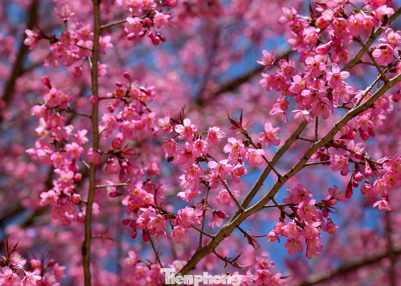 Do điều kiện thời tiết, thổ nhưỡng nên hoa anh đào nơi đây có cánh dày, nhụy hồng đậm, màu hồng nhạt lan dần ra đầu cánh hoa.