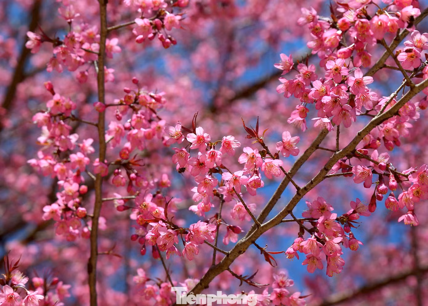 Do điều kiện thời tiết, thổ nhưỡng nên hoa anh đào nơi đây có cánh dày, nhụy hồng đậm, màu hồng nhạt lan dần ra đầu cánh hoa.