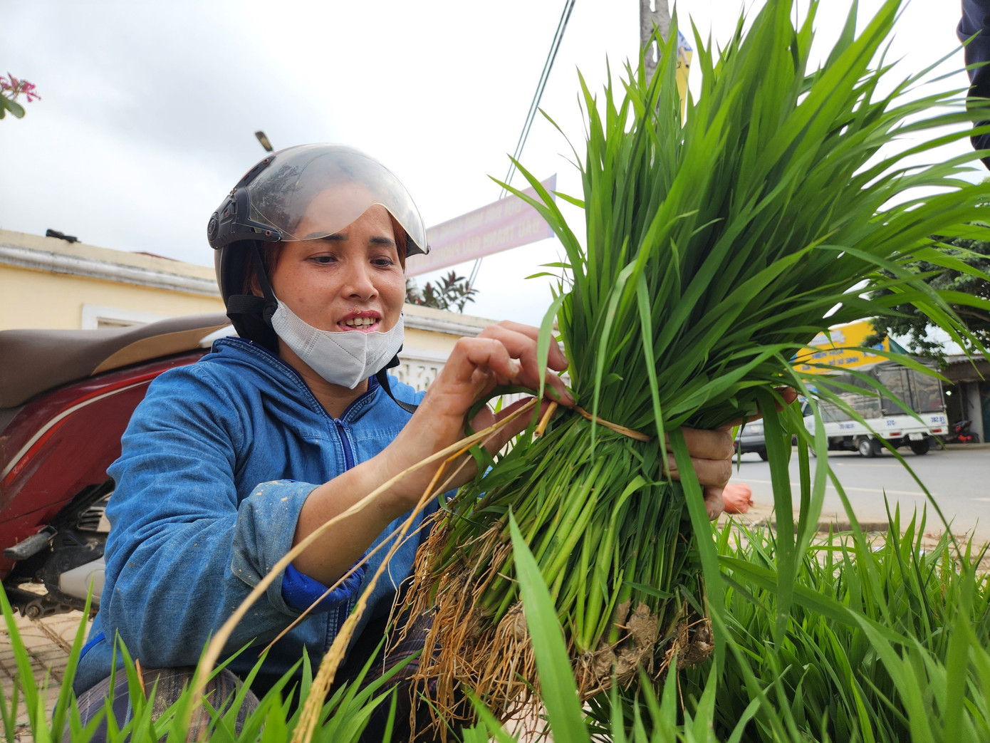 Sau Tết, chị Nguyễn Thị Lương (SN 1984, trú xã Thanh Lương, huyện Thanh Chương) nhổ mạ đi dặm cho 4 sào ruộng. Khi việc dặm lúa đã hoàn tất, chị Lương bó mạ thành từng bó riêng biệt rồi mang ra chợ bán cho người cần.