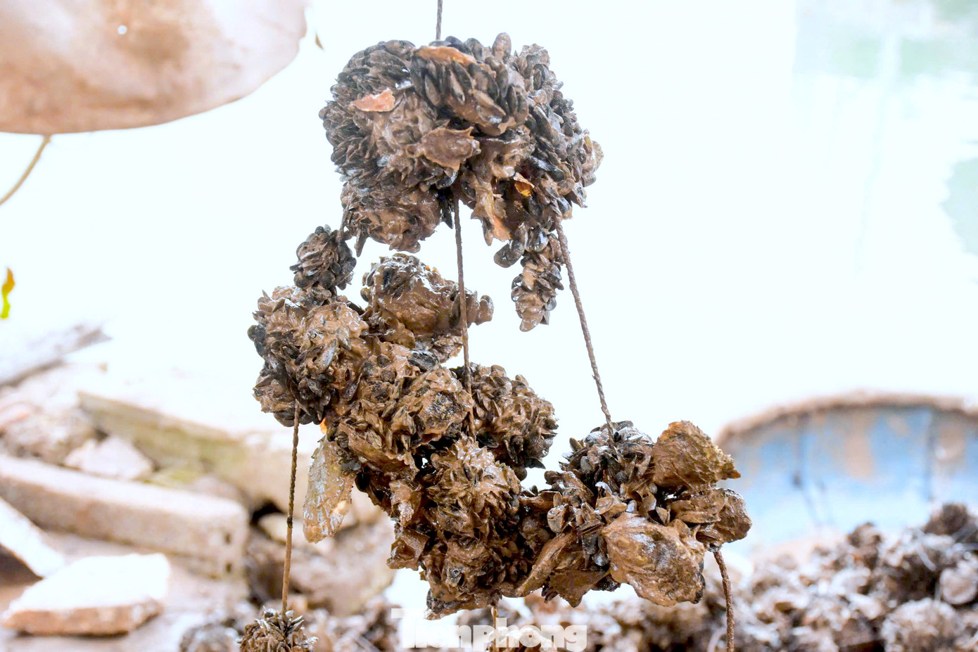 Vẹm đen là tên gọi của người dân địa phương đặt cho loại động vật nhuyễn thể thân mềm có 2 mảnh vỏ. Vẹm lớn to bằng ngón tay, vỏ màu đen, sống ký sinh vào các vách đá, cọc tre hoặc bè nuôi hàu ở vùng nước ngọt và lợ.