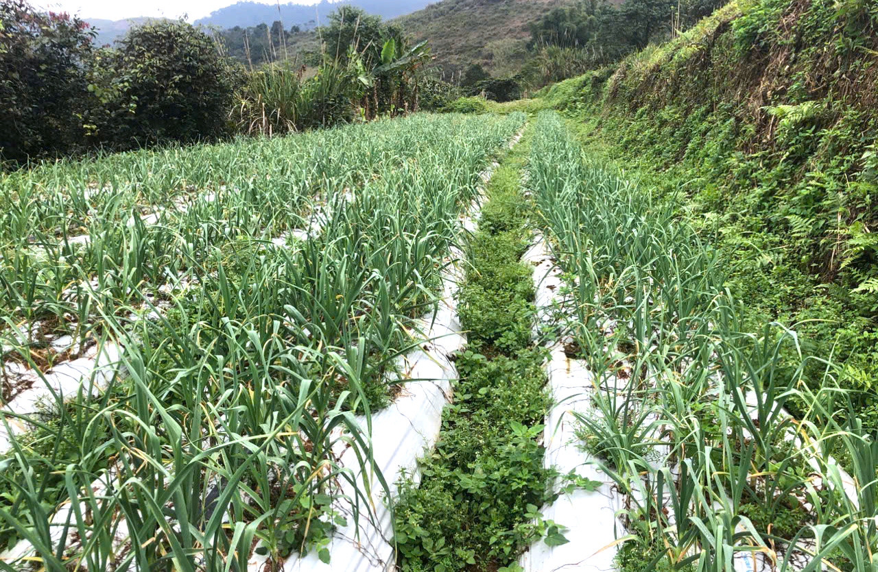 Mô hình trồng tỏi kỳ vọng sẽ giúp người dân đồng bào dân tộc thiểu số vươn lên thoát nghèo.