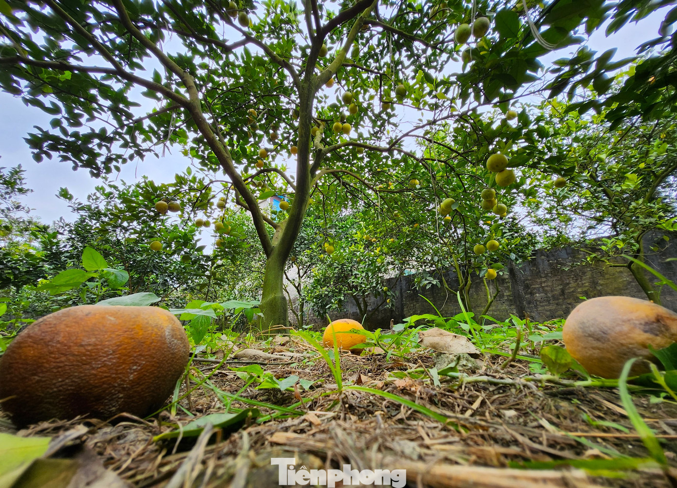 Trong vườn hiện còn chưa đến 1000 quả trên cây. "Cách đây hơn 1 tháng, cam bắt đầu rám phần vỏ rồi dần dần thối cuống, rụng nhiều. Mỗi ngày hàng chục, rồi cả trăm quả cam rụng xuống đất. Trông mà xót xa", bà Nguyễn Thị Thủy (55 tuổi, vợ ông Nguyễn Văn Thọ) buồn rầu nói.