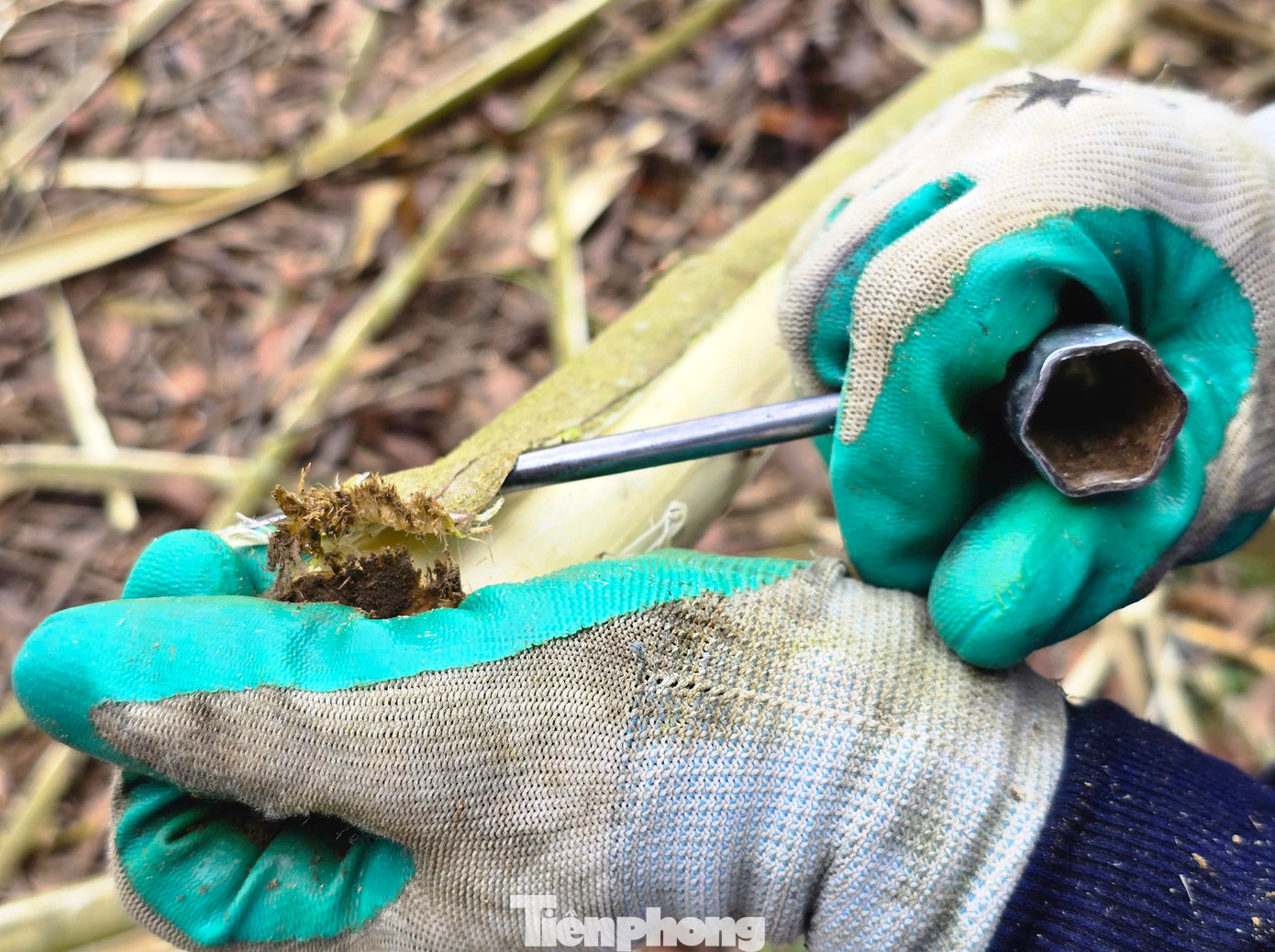 Dụng cụ bóc vỏ keo được các lao động tự chế từ cây đinh sắt dài chừng 10 cm gắn vào một đoạn sắt để dễ cầm nắm và bóc vỏ.