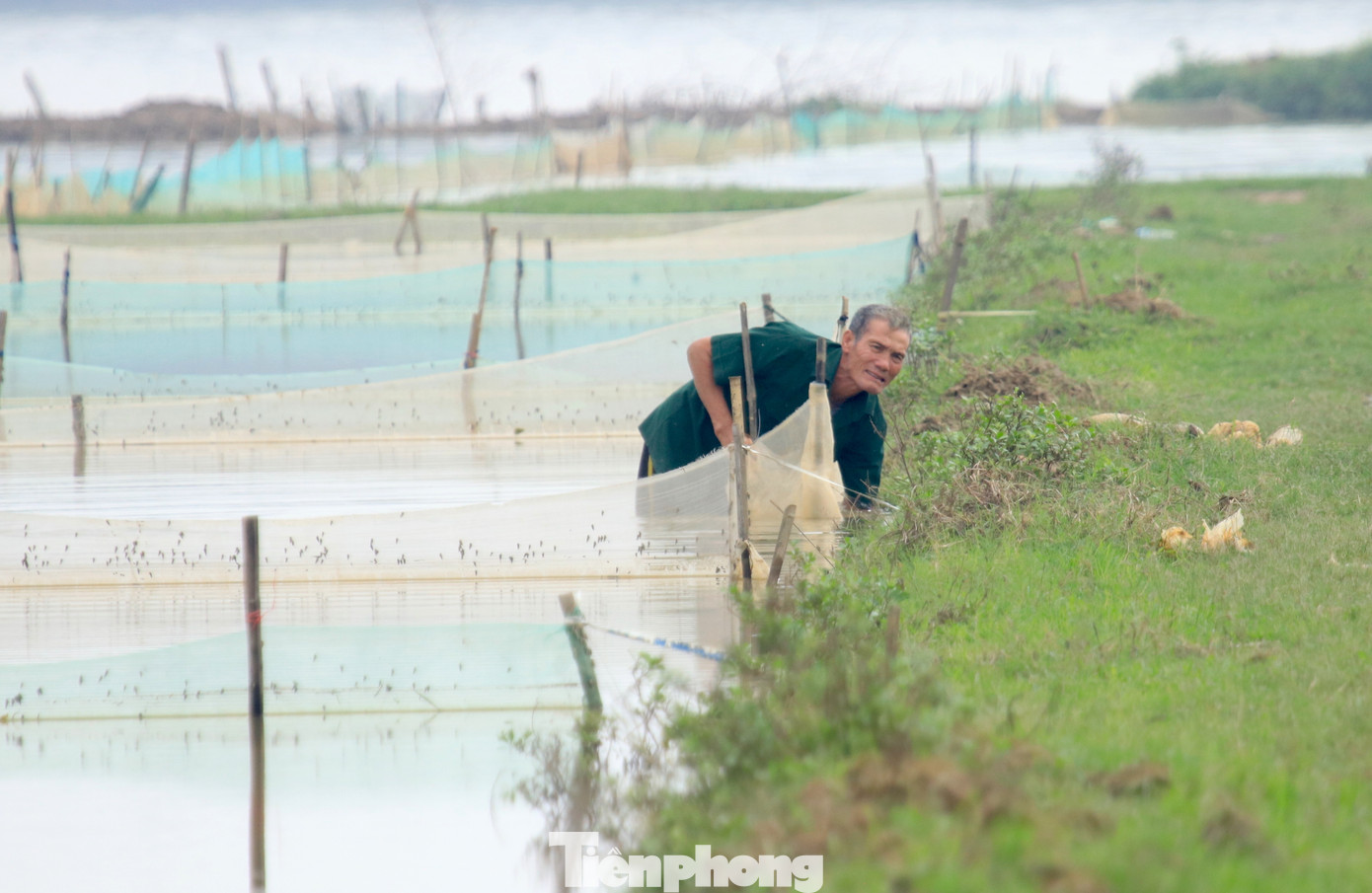 Ông Lê Khánh Quang - Chủ tịch UBND xã Châu Nhân cho biết, toàn xã có gần 40ha đất ruộng có rươi với khoảng 300 hộ dân làm thu hoạch rươi. Trung bình, mỗi sào ruộng cho thu hoạch 15-20kg rươi mỗi vụ. Dù diện tích ruộng có rươi ít, chiếm chưa đến 10% đất sản xuất nông nghiệp toàn xã nhưng giá trị con rươi mang lại chiếm tới gần 15% tỉ trọng nông nghiệp của xã. So với nhiều cây trồng, vật nuôi khác, rươi có giá trị kinh tế cao, giúp nhiều hộ dân thoát nghèo và có thêm khoản kinh phí lớn.