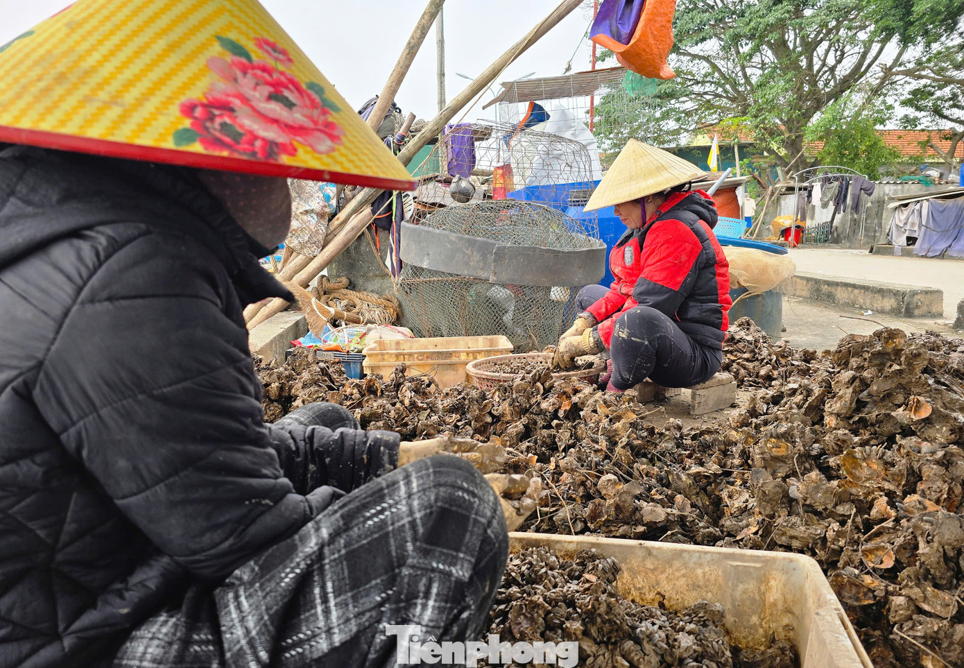Bà Nguyễn Thị Mỹ Nương (trú xã An Hòa) cho biết, hàu sữa thường được các hộ nuôi thu hoạch từ đầu năm đến giữa tháng 4. Hàu nuôi theo tự nhiên nên kích thước nhỏ. Chính vì thế những con hàu này không bán được theo con mà phải tách vỏ lấy ruột để bán theo kg. "Kích thước nhỏ nhưng là hàu tự nhiên nên vị ngon, thơm, ngọt. Nhiều người tìm mua loại hàu này nên đục đến đâu bán hết đến đó", bà Nương nói. Bà Nguyễn Thị Mỹ Nương (trú xã An Hòa) cho biết, hàu sữa thường được các hộ nuôi thu hoạch từ đầu năm đến giữa tháng 4. Hàu nuôi theo tự nhiên nên kích thước nhỏ. Chính vì thế những con hàu này không bán được theo con mà phải tách vỏ lấy ruột để bán theo kg. "Kích thước nhỏ nhưng là hàu tự nhiên nên vị ngon, thơm, ngọt. Nhiều người tìm mua loại hàu này nên đục đến đâu bán hết đến đó", bà Nương nói.