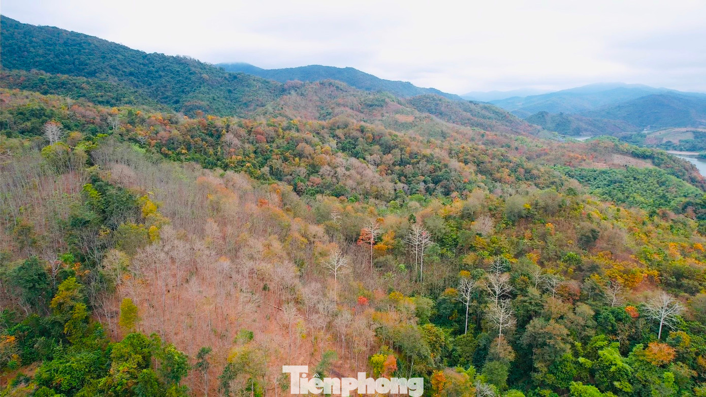 Nhìn từ trên cao, cánh rừng tạo nên khung cảnh đẹp như tranh vẽ.