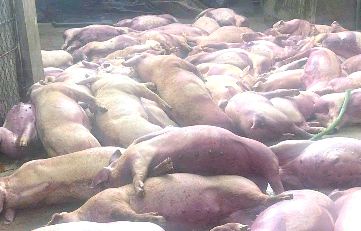 Đàn lợn sắp xuất chuồng bị điện giật chết gây thiệt hại lớn.
