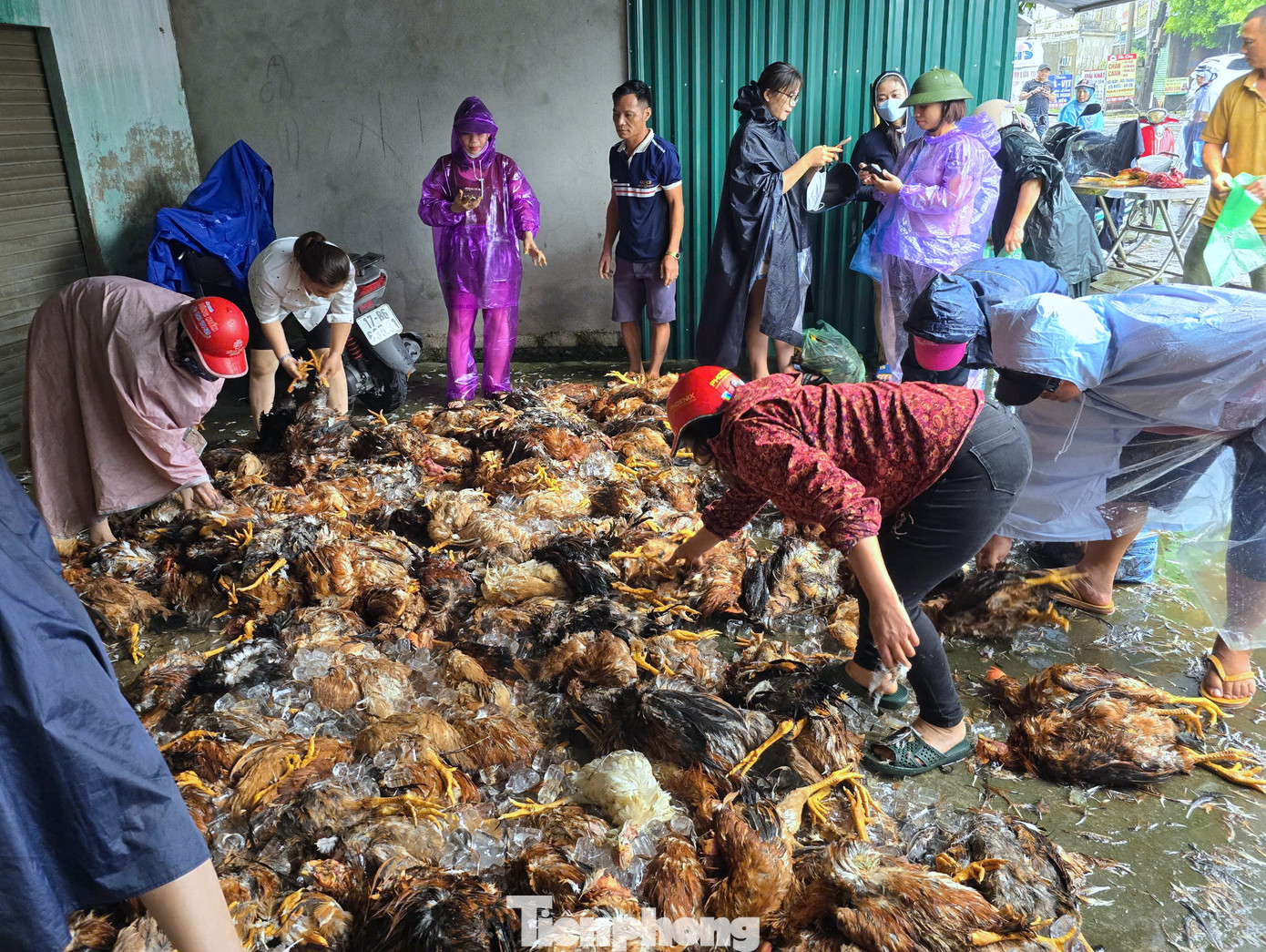 Hiện lượng gà chết trong trang trại vẫn còn nhiều. Người dân cùng chủ trang trại đang khẩn trương làm thịt gà rồi cấp đông để bán nhằm thu hồi lại một phần vốn chăn nuôi.