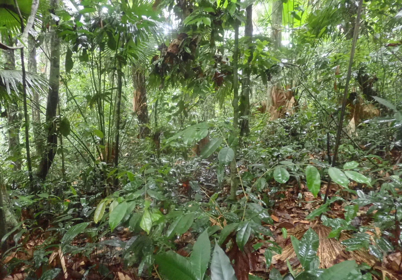 Theo đó, Phòng Khoa học và Hợp tác Quốc tế phối hợp với Trạm Quản lý bảo vệ rừng Đồng Văn 1 đã tiến hành đặt 6 máy bẫy ảnh tự động để ghi nhận các loại động vật. Việc đặt máy bẫy ảnh được các cán bộ lựa chọn những vị trí là đường đi của các loài động vật hoặc vị trí động vật tìm đến. Theo đó, Phòng Khoa học và Hợp tác Quốc tế phối hợp với Trạm Quản lý bảo vệ rừng Đồng Văn 1 đã tiến hành đặt 6 máy bẫy ảnh tự động để ghi nhận các loại động vật. Việc đặt máy bẫy ảnh được các cán bộ lựa chọn những vị trí là đường đi của các loài động vật hoặc vị trí động vật tìm đến.