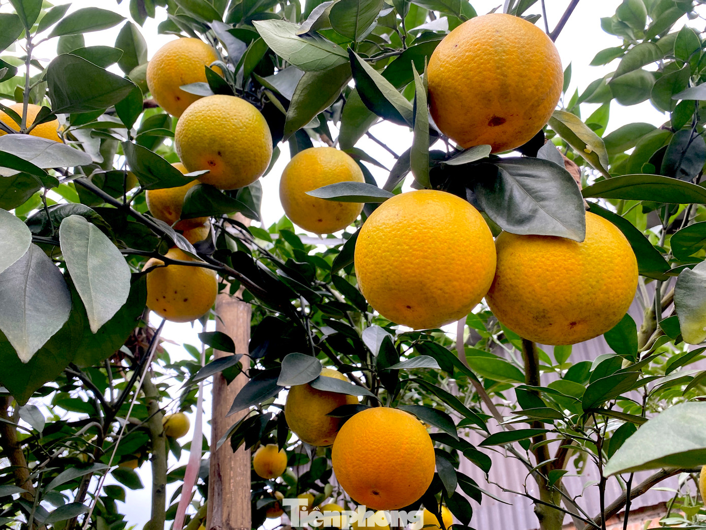 Nếu cam vẫn tiếp tục rụng, ông Khang lo lắng đến tết trong vườn sẽ không còn quả nào để bán cho khách.