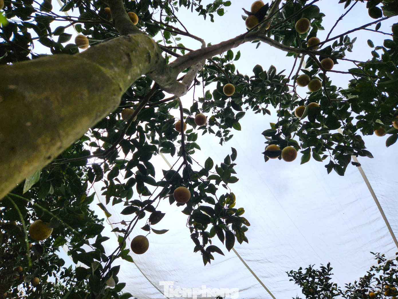 Anh Hiếu cho hay, màn lưới phủ cam rất hữu ích, giúp tránh ruồi vàng, sâu, bướm. Ngoài ra, nhờ lớp màn lưới có thể giúp cây tránh thời tiết quá nắng hoặc mưa quá nhiều, quá lạnh. Nhờ đó, giúp cây phát triển tốt, cho ra quả nhiều hơn, chất lượng cam ngon hơn. Anh Hiếu cho hay, màn lưới phủ cam rất hữu ích, giúp tránh ruồi vàng, sâu, bướm. Ngoài ra, nhờ lớp màn lưới có thể giúp cây tránh thời tiết quá nắng hoặc mưa quá nhiều, quá lạnh. Nhờ đó, giúp cây phát triển tốt, cho ra quả nhiều hơn, chất lượng cam ngon hơn.