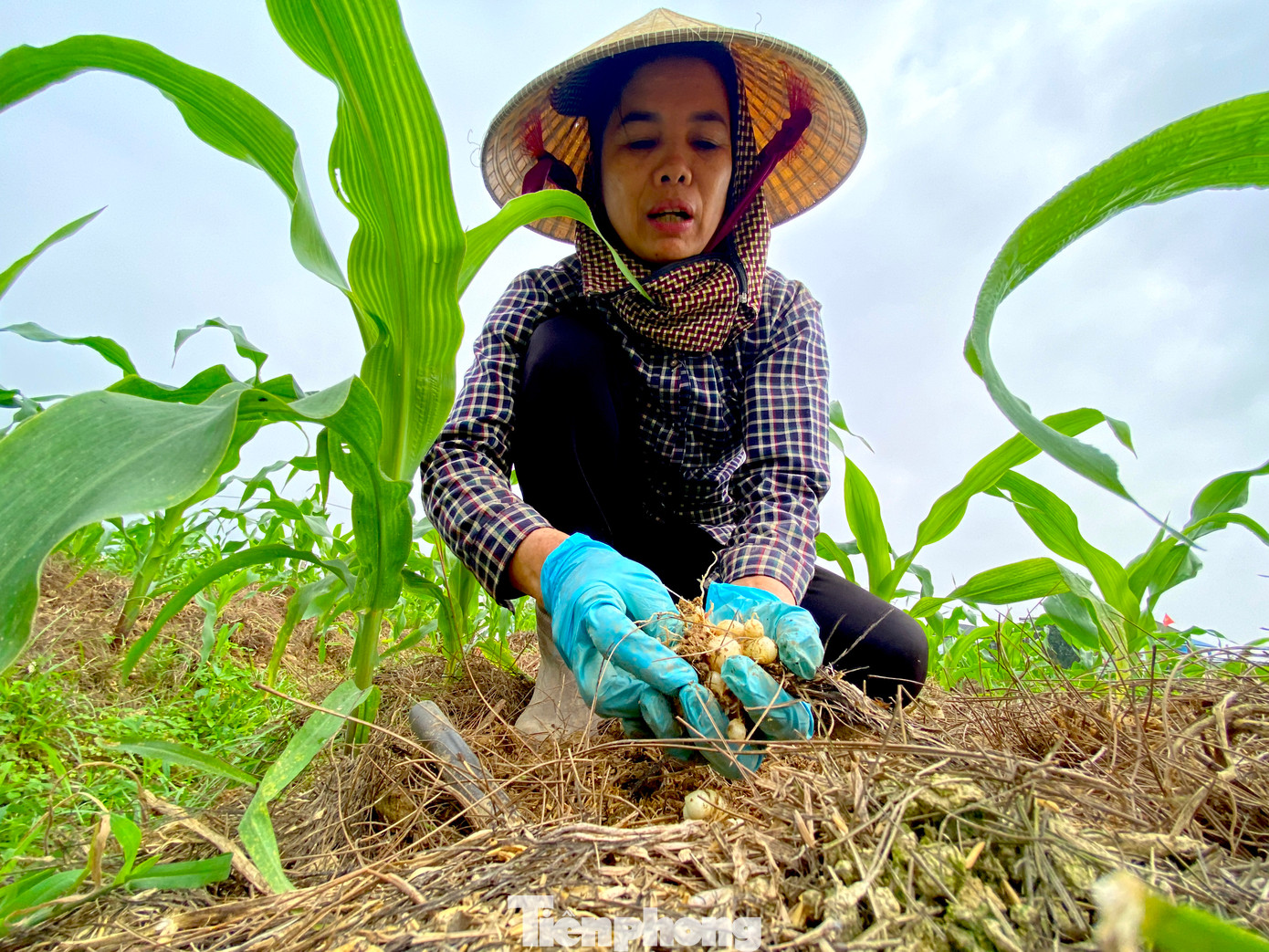 Bà Trịnh Thị Thu (SN 1974, trú tại xóm Khánh Thiện, xã Nghi Thuận) có khoảng 2 sào trồng hành tăm. Hơn 6 tháng trồng, chăm sóc, đến thời điểm thu hoạch thì giá củ hành tăm lại xuống thấp khiến bà Thu rất thất vọng.