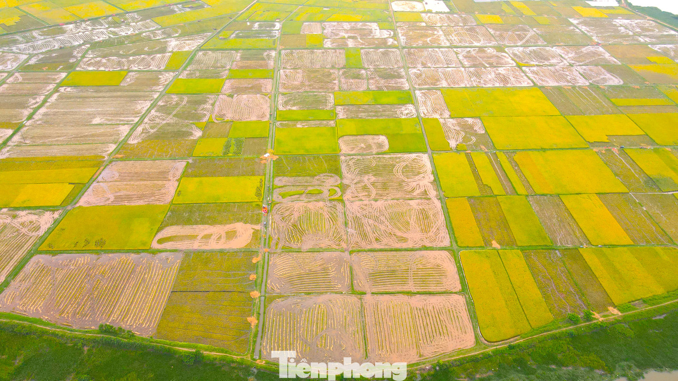 Hiện nay một số địa phương như huyện Yên Thành, Quỳnh Lưu... đã được các nông dân thu hoạch phần lớn diện tích lúa. Sau khi thu hoạch, người dân cũng tranh thủ làm đất, cày xới để kịp chuẩn bị sản xuất vụ hè thu.